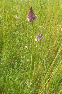 <i>Anacamptis pyramidalis</i>
