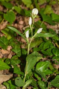 <i>Cephalanthera damasonium</i>