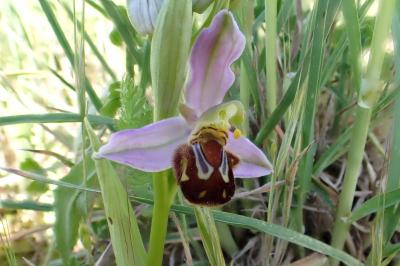 <i>Ophrys apifera</i>