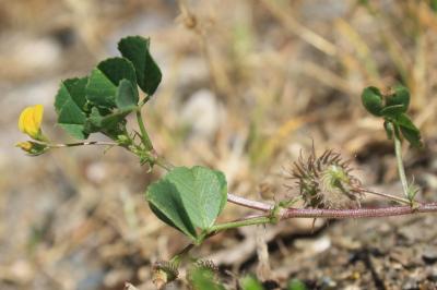 <i>Medicago polymorpha</i>