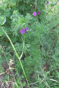<i>Geranium sanguineum</i>