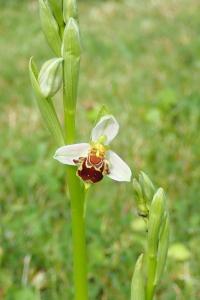 <i>Ophrys apifera</i>