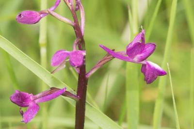 <i>Anacamptis laxiflora</i>