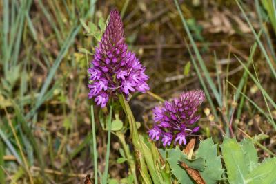 <i>Anacamptis pyramidalis</i>