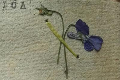 <i>Viola x bavarica</i>
