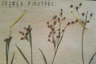 <i>Luzula forsteri</i>