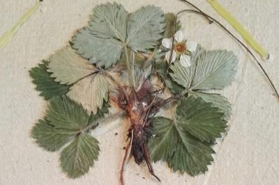 <i>Fragaria vesca</i>