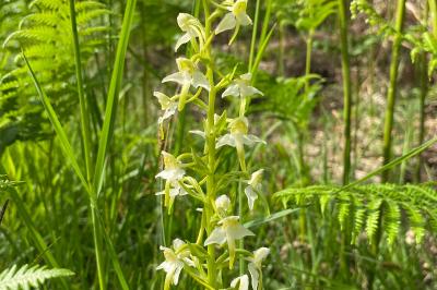 <i>Platanthera chlorantha</i>