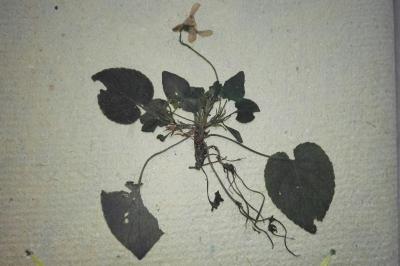 <i>Viola reichenbachiana</i>