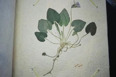 <i>Viola odorata</i>