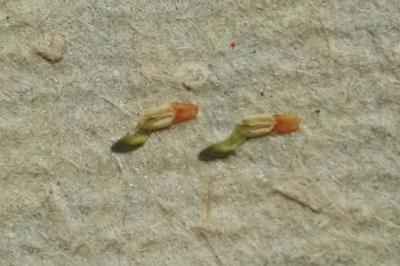 <i>Viola odorata</i>
