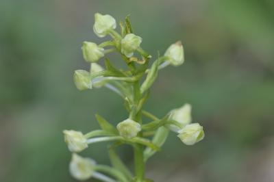 <i>Platanthera chlorantha</i>