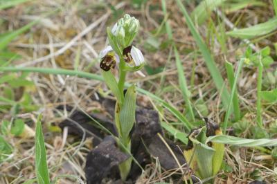 <i>Ophrys apifera</i>