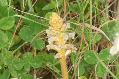 <i>Orobanche minor</i>