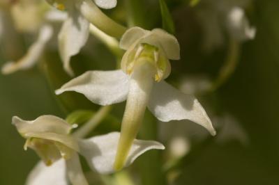 <i>Platanthera chlorantha</i>