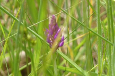 <i>Anacamptis pyramidalis</i>