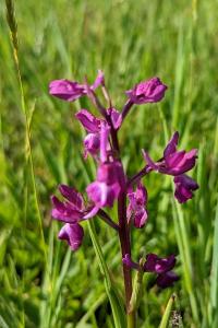 <i>Anacamptis laxiflora</i>