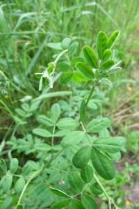 <i>Hippocrepis emerus</i>