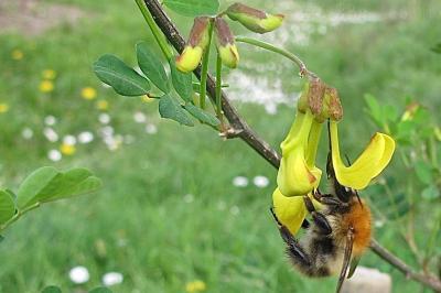 <i>Hippocrepis emerus</i>