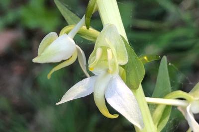 <i>Platanthera chlorantha</i>
