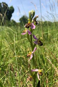 <i>Ophrys apifera</i>