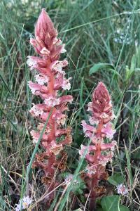 <i>Orobanche hederae</i>