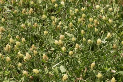 <i>Trifolium ochroleucon</i>