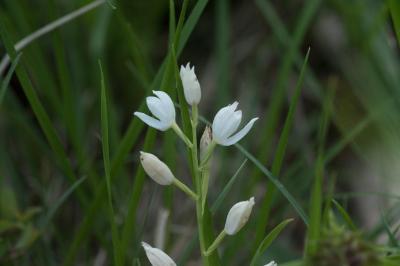 <i>Cephalanthera longifolia</i>