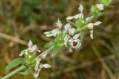 <i>Stachys recta</i>