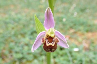 <i>Ophrys apifera</i>