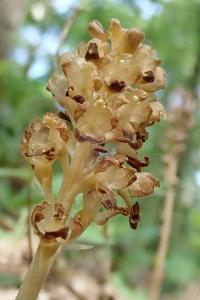 <i>Neottia nidus-avis</i>