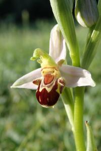 <i>Ophrys apifera</i>