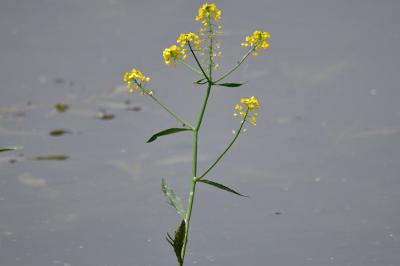 <i>Rorippa amphibia</i>