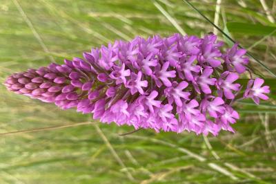 <i>Anacamptis pyramidalis</i>