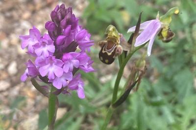 <i>Anacamptis pyramidalis</i>