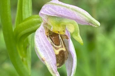 <i>Ophrys apifera</i>
