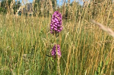 <i>Anacamptis pyramidalis</i>