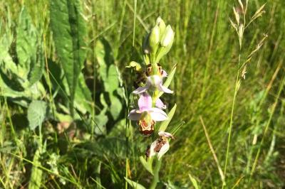 <i>Ophrys apifera</i>