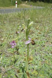 <i>Ophrys apifera</i>