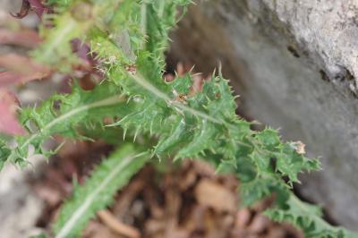 <i>Sonchus asper</i>