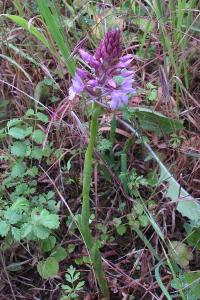 <i>Anacamptis pyramidalis</i>