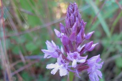<i>Anacamptis pyramidalis</i>