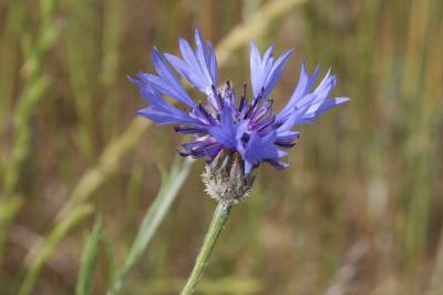 <i>Cyanus segetum</i>