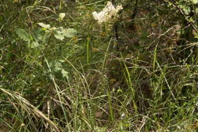 <i>Filipendula vulgaris</i>