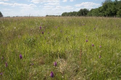 <i>Anacamptis pyramidalis</i>