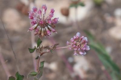 <i>Trifolium hybridum</i>