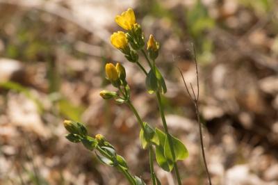 <i>Blackstonia perfoliata</i>
