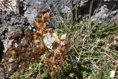 <i>Orobanche alba</i>