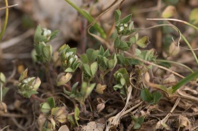 <i>Trifolium scabrum</i>