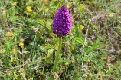 <i>Anacamptis pyramidalis</i>